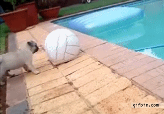 pug